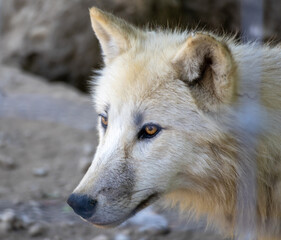 Naklejka premium Close-up image of a white wolf with a focused and intense gaze, showcasing the beauty and majesty of wildlife.