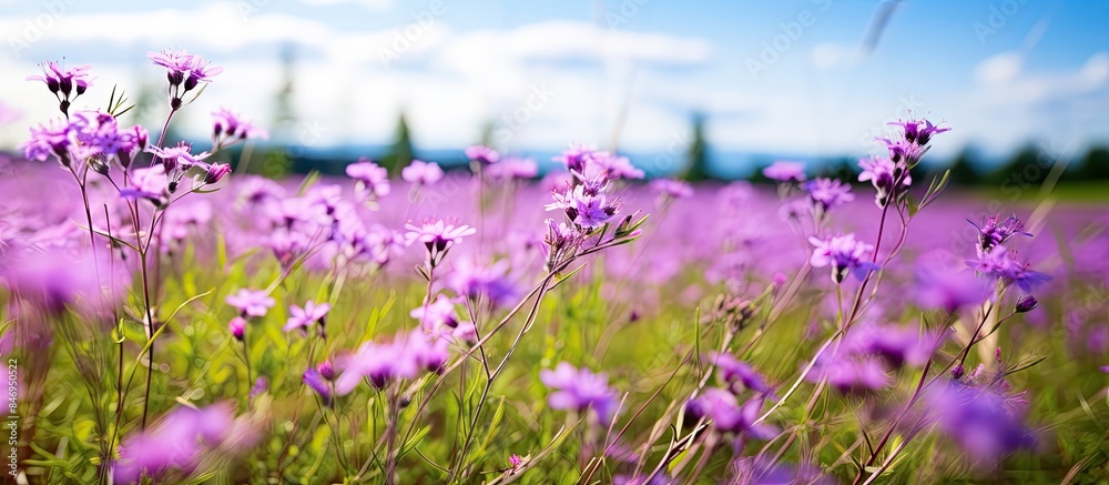 Poster A vibrant meadow of purple wildflowers on a breezy summer day with depth of field effect, featuring blurred grassland and a distant lilac bush. with copy space image. Place for adding text or design