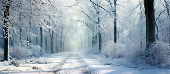 Winding snowy path meanders through a serene winter forest of snow-covered trees. with copy space image. Place for adding text or design