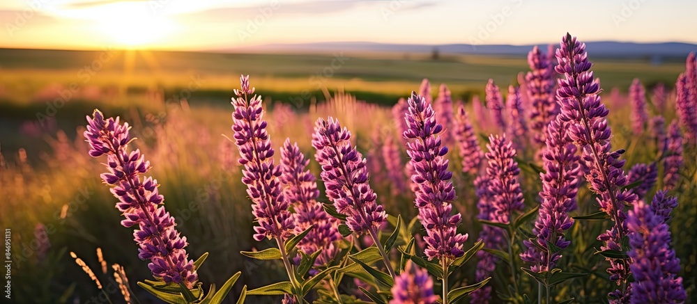 Leinwandbilder Purple flowers bloom in a field while the sun sets in the background, creating a serene and picturesque scene of nature during the golden hour. with copy space image. Place for adding text or design