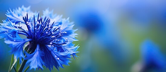 Macro shot of a blossoming blue Cornflower or bachelor's button (Centaurea cyanus) in a field. with copy space image. Place for adding text or design