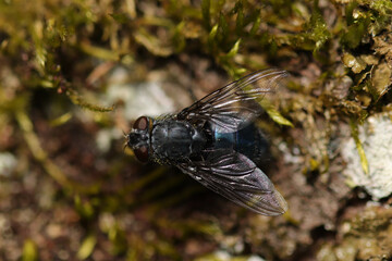 Lucilie soyeuse (Lucilia sericata)
Lucilia sericata in its natural element
