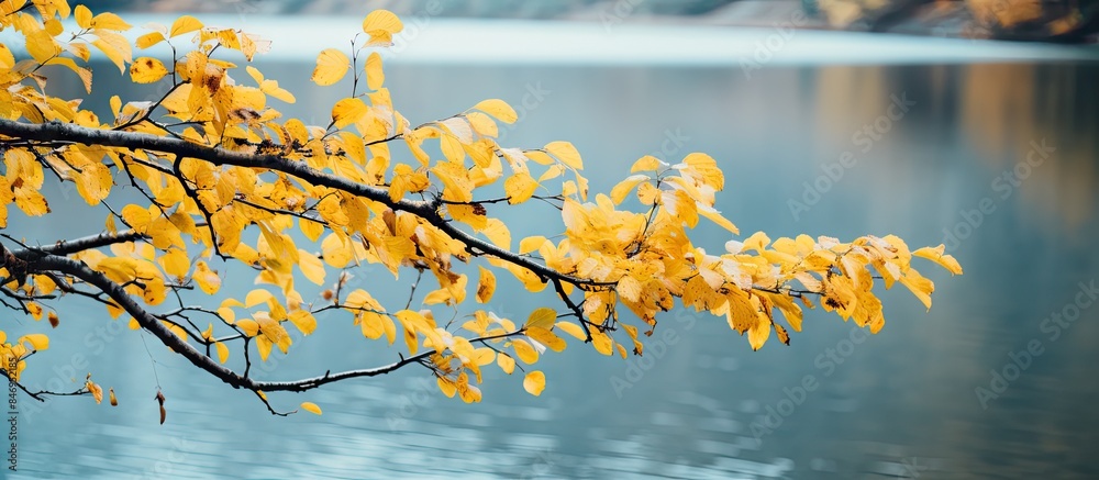 Poster Branch with vibrant yellow leaves captured up close against a serene river backdrop on a cloudy day. with copy space image. Place for adding text or design