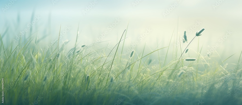 Poster lush green grassy field dotted with colorful blooming flowers in the lovely morning foggy atmosphere