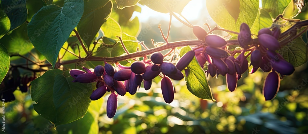 Fototapete clusters of various purple fruits hang elegantly from a branch, showcasing nature's vibrant hues in 