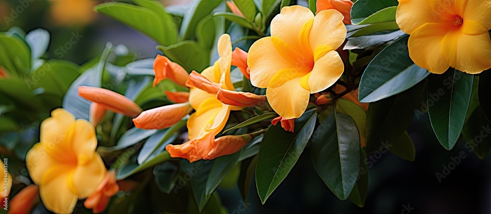 Aufkleber yellow blossoms, green foliage, and orange buds adorn a tree in a vibrant display of nature's colors