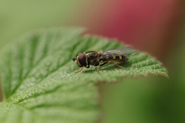 Eupeodes luniger
 Eupeodes luniger in its natural element

