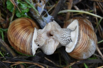 Snails crawling on the grass, snails kissing