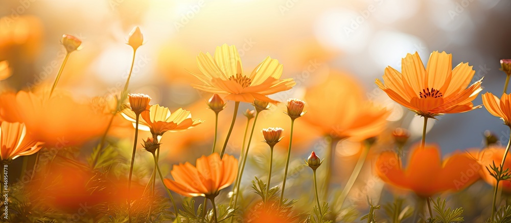 Poster orange blossoms open under the summer morning sun, showcasing their vibrant colors and delicate peta