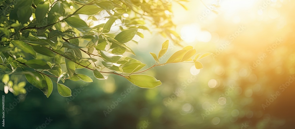 Leinwandbilder soft morning sunlight softly illuminates the green leaves of a tree in a serene forest setting. with