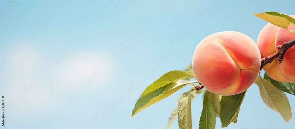 Poster ripe peaches hanging on a branch with vibrant green leaves. with copy space image. place for adding 