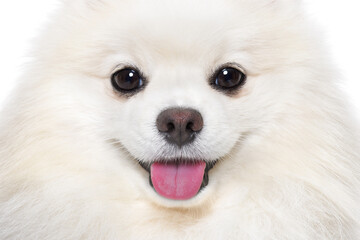 Portrait of a charming Pomeranian Spitz, closeup, isolated on a white background