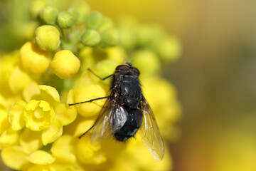Lucilie soyeuse (Lucilia sericata)
Lucilia sericata in its natural element
