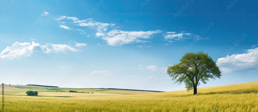 Leinwandbilder Wheat fields and trees in a serene rural setting, under a vast blue sky with fluffy clouds. with copy space image. Place for adding text or design