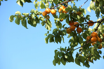 Many delicious ripe apricots on tree outdoors