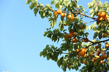 Many delicious ripe apricots on tree outdoors