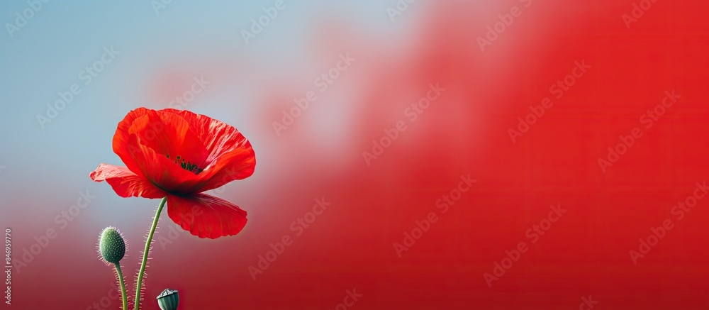 Aufkleber vibrant red poppy flower blossoms beautifully in spring, standing out against a matching red backgro