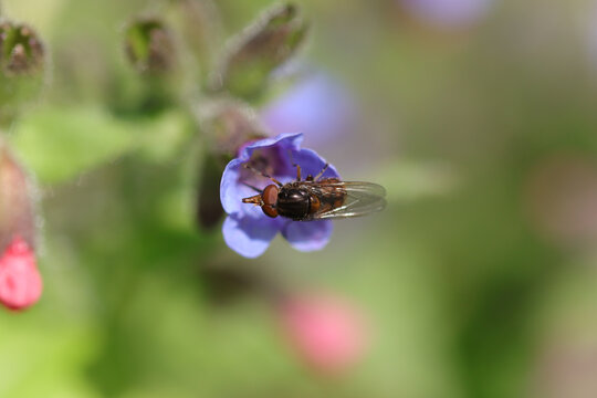 Rhingie champ&ecirc;tre (Rhingia campestris)
Rhingia campestris on an unidentified flower or plant
