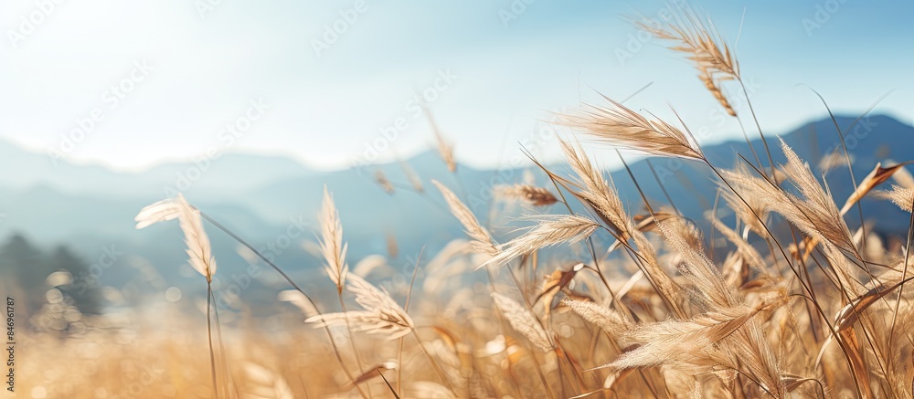 Aufkleber Scenic view of a field with tall grasses against a backdrop of majestic mountains in the distance on a sunny autumn day. with copy space image. Place for adding text or design