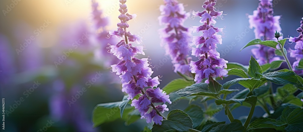 Poster vibrant purple flowers blooming in a garden under the warm sunlight creating a beautiful and serene 