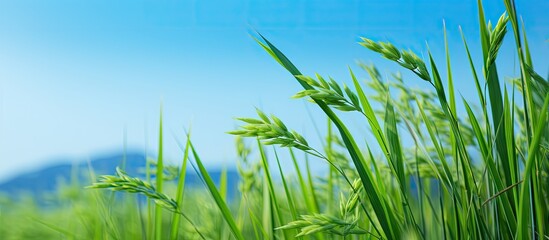 Fototapeta premium Tall green grass sways under a clear blue sky, creating a serene and picturesque scene of nature. with copy space image. Place for adding text or design