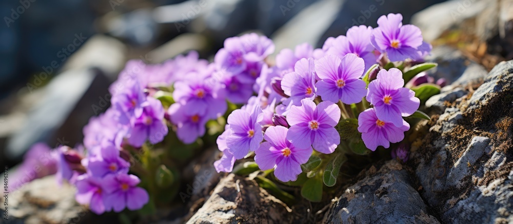 Aufkleber beautiful purple flowers blooming from a rugged rock surface, basking in the warm sunlight. with cop