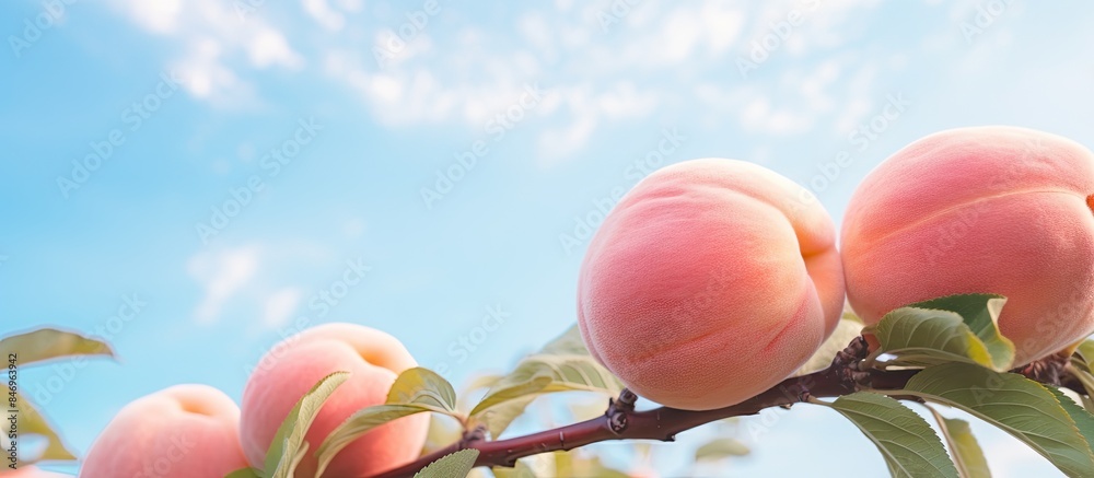 Leinwandbilder ripe peaches hanging on a leafy branch against a clear blue sky background, peach close-up with sky.