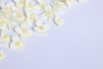 Beautiful jasmine flowers on white background, closeup. Space for text