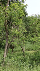 Robinia pseudoacacia closeup of the forest in spring.