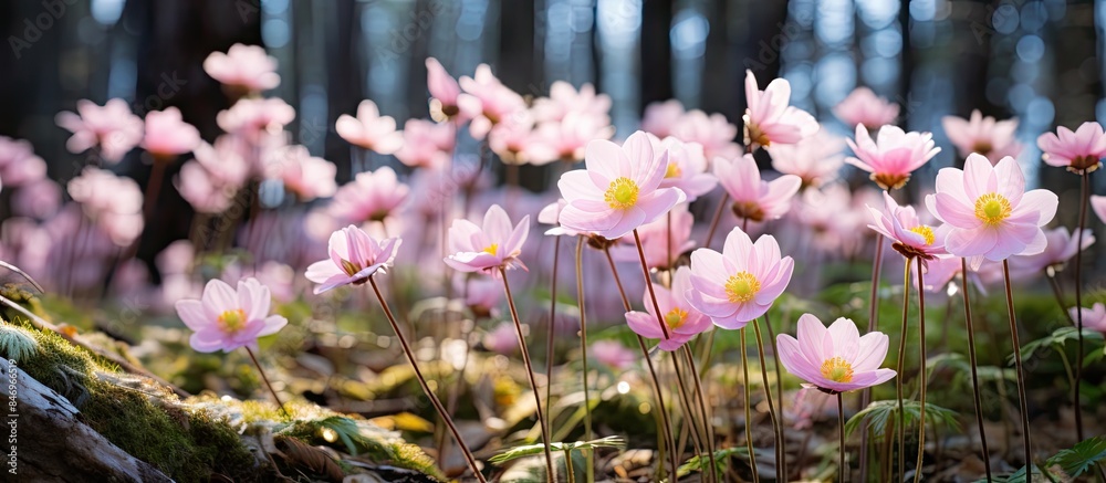 Aufkleber delicate pale pink flowers blossoming amid lush moss and trees in a serene forest setting. with copy