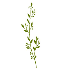 Fresh Green Tropical Leaf, Design Vector Element Flower and Leaves 