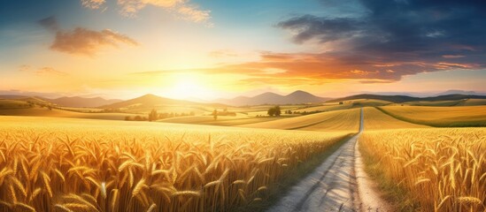 The sun sets over a peaceful countryside, illuminating a dirt road cutting through fields of golden wheat. with copy space image. Place for adding text or design
