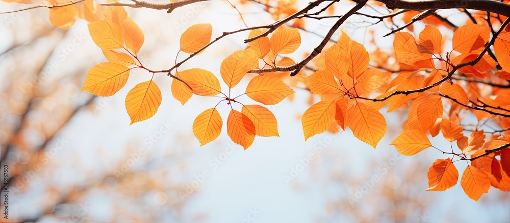 Fototapete the tree displays a stunning array of bright orange and yellow leaves during the autumn season, show