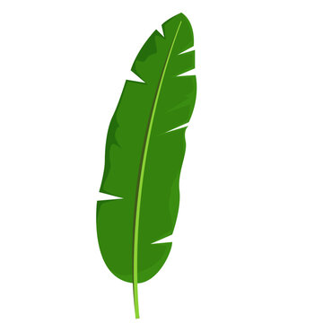recommend clip art: Single Green Banana Leaf Illustration Isolated on White Background