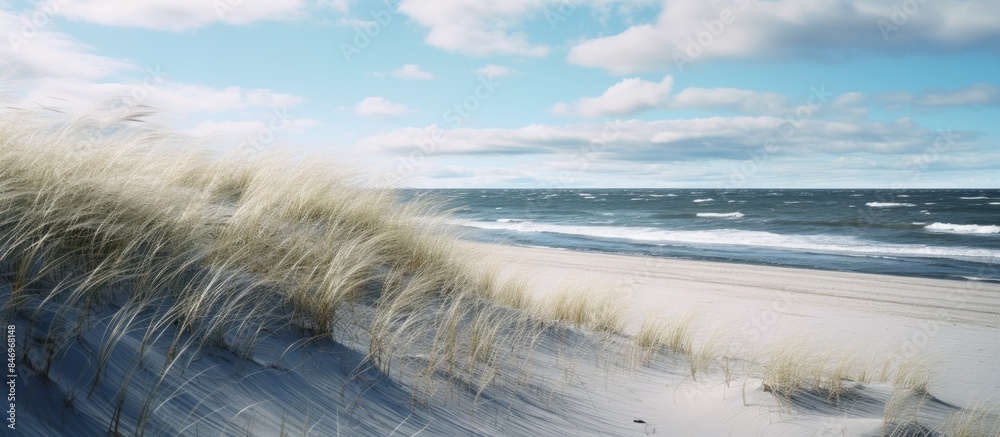Poster giraffes peacefully walking on sandy beach dunes against a clear blue sky backdrop. with copy space 