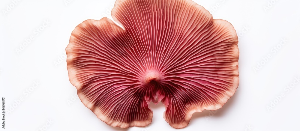 Leinwandbilder close-up shot of a mushroom next to a pink flower on a white surface. top view of isolated reishi mu
