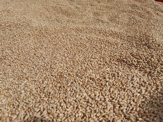 Top view of dry brown Wheat seeds pile or wheat grain pile.Triticum aestivum seeds or Triticum aestivum L grains pile.wheat seeds pattern background 