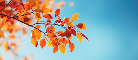 Close-up of a tree branch with vibrant orange leaves, creating a striking autumn image against a blue sky with blurred red and yellow leaves in the background. with copy space image