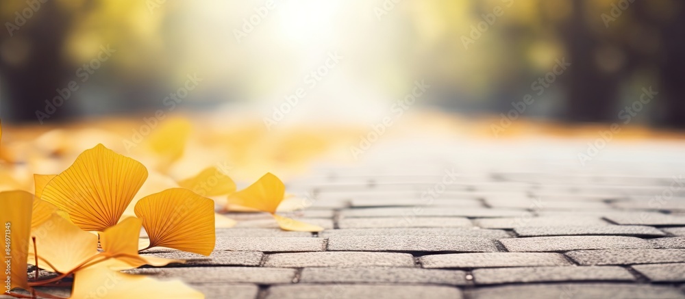 Poster Sunlight streams through yellow leaves scattered on the ground in a serene park setting during autumn. with copy space image. Place for adding text or design