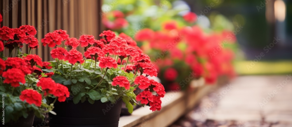 Poster Numerous red flowers planted in black pots are arranged on a ledge. with copy space image. Place for adding text or design
