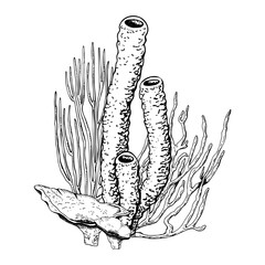 Coral reef underwater composition. Hand drawn vector illustration isolated on white background. Graphic black and white sketch style. For clip art cards package