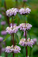 Fototapeta premium close up of a flower blooming in early spring in the botanic garden with a good sunny weather