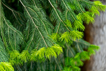 close up of a flower blooming in early spring in the botanic garden with a good sunny weather