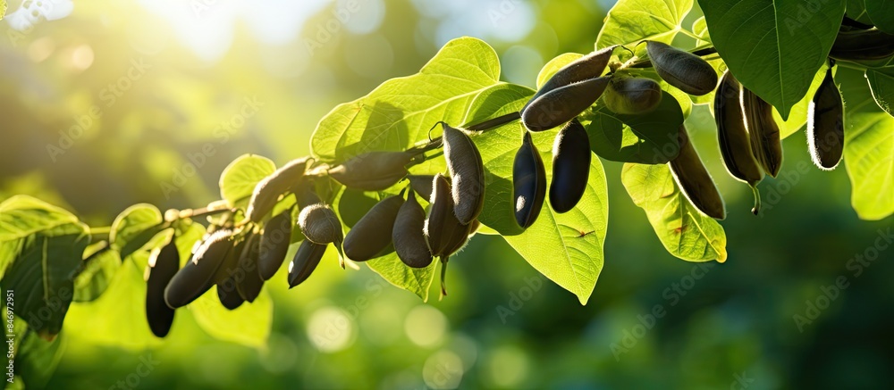 Fototapete abundant fruits hang delicately from a tree branch, bathed in the warm sunlight, creating a beautifu