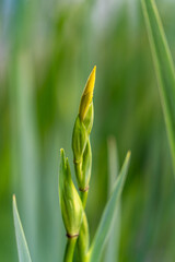 close up of a flower blooming in early spring in the botanic garden with a good sunny weather