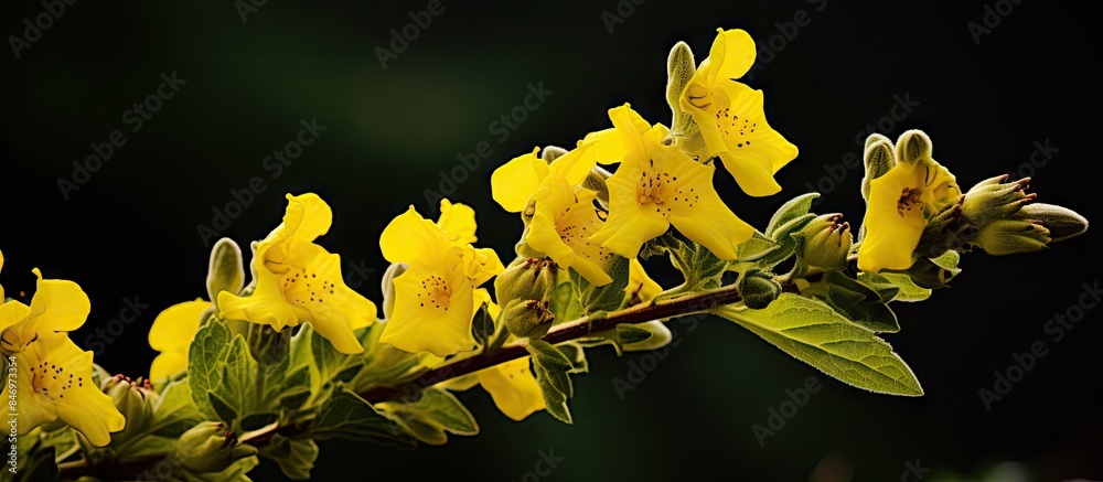 Poster lush green leaves accompany vibrant yellow blooms on a branch during nighttime. with copy space imag