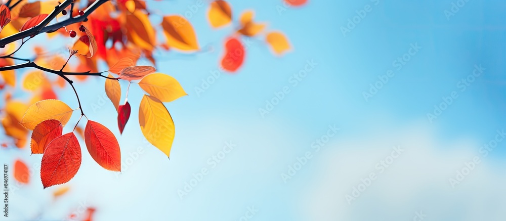 Fototapete Tree displaying plentiful leaves under clear blue sky, creating a vibrant autumn scene. with copy space image. Place for adding text or design