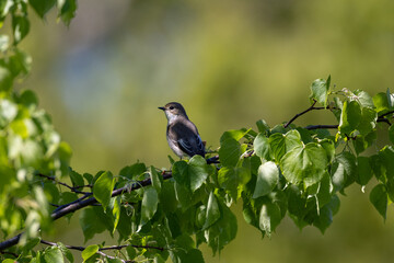 Pied flycatcher on a branch