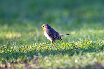 robin on the grass