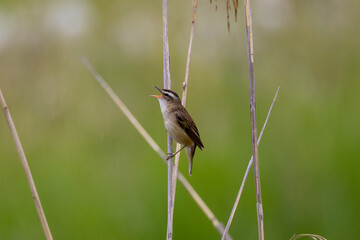 Sedge warbler in the reeds
